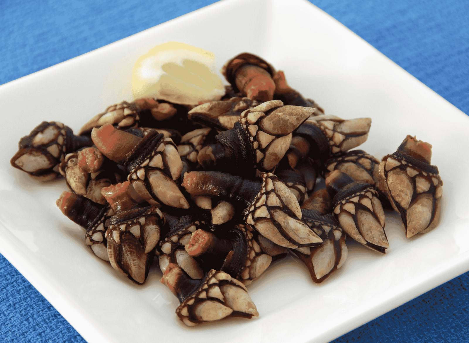 Spanish Percebes (Goose Barnacles)